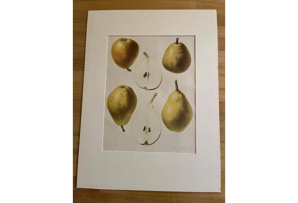 Litho met peren - 60ec9201-59c2-4d12-b151-4aa55d00b617