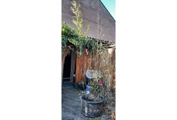 Vlinderstruik wit en bamboe in kuip - 20230301_164048