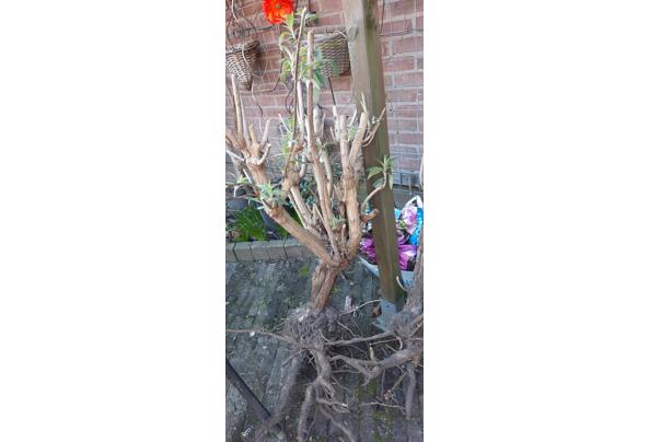 Vlinderstruik wit en bamboe in kuip - 20230301_164056