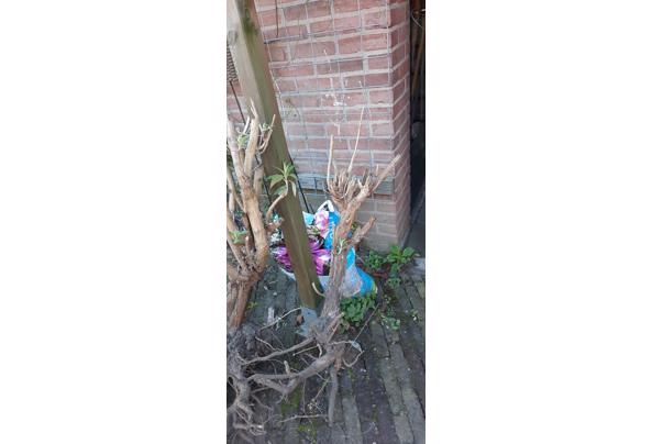 Vlinderstruik wit en bamboe in kuip - 20230301_164058