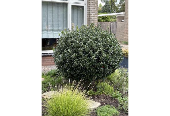 Hulst boompje rond gratis - IMG_4307