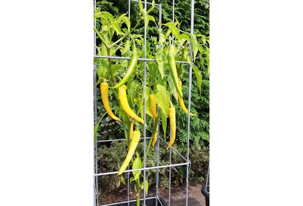 PLANTREKKEN voor clematis druiven tomaten  - 20200827_154417_637496692274451140