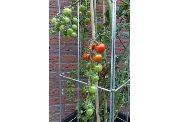 PLANTREKKEN voor clematis druiven tomaten  - EPP-draadzuil-groenten-(1)_637496691972748185