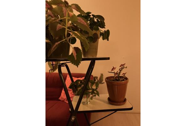 Plantentafel  - IMG_6754