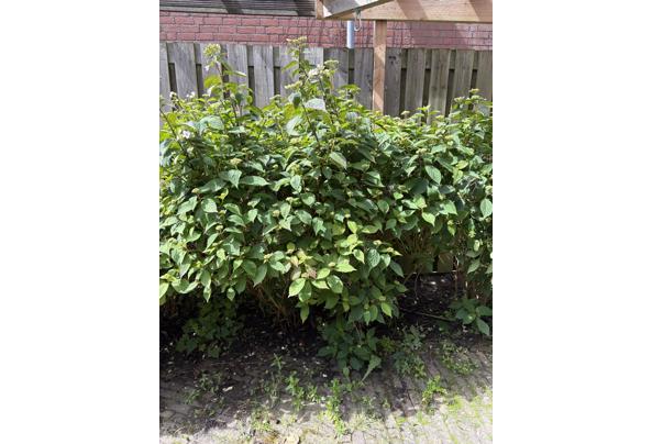 Grote hortensia struiken - IMG_1743