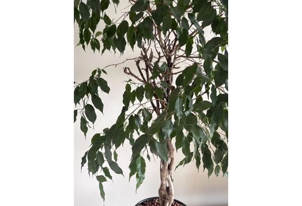Ficus Benjamins met gedraaide stam - IMG_0080