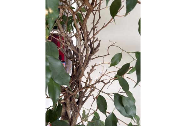Ficus Benjamins met gedraaide stam - IMG_0081
