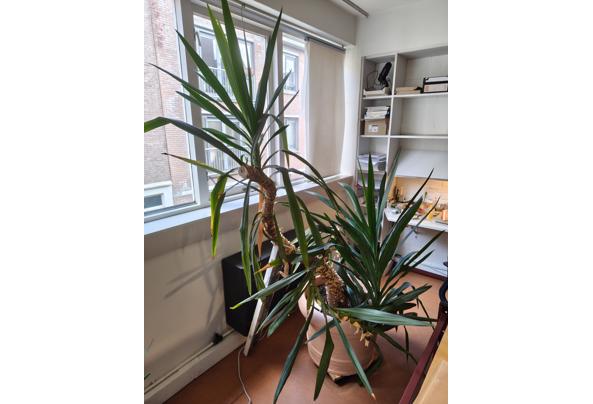 Grote yucca-plant - IMG_20251021_133053580