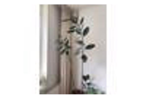 15 planten, Gratis af te halen in verband met verhuizing - IMG_8046