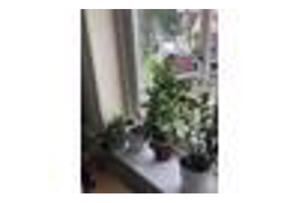 15 planten, Gratis af te halen in verband met verhuizing - IMG_8048