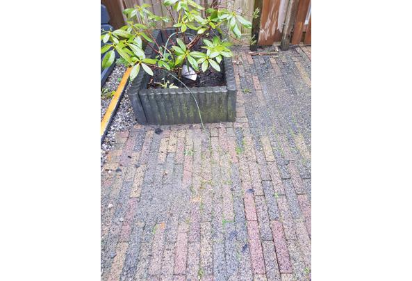 Bont gekleurde waaltjes en betonnen borders - 20220404_184134