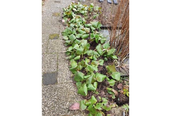 Schoenlappersplanten  - 20260227_112937