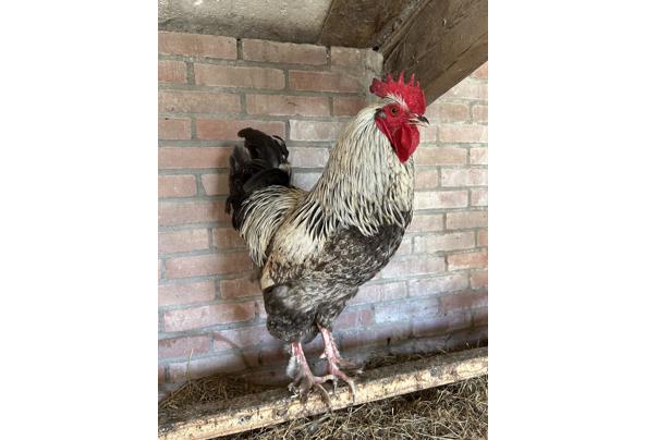 Harry de Haan zoekt een nieuw huis - Harry-de-Haan