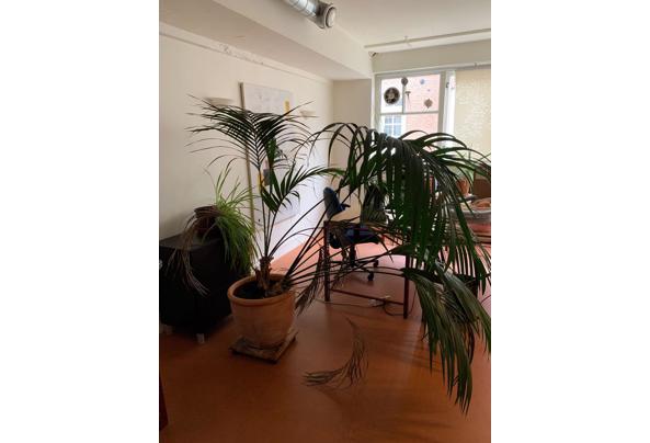 Grote kamerplant - 0a417e84-efd5-4912-9db3-d61535990cb0