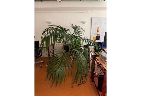 Grote kamerplant - 1bf9d012-e9ed-4eea-adc8-16cbf7249d52