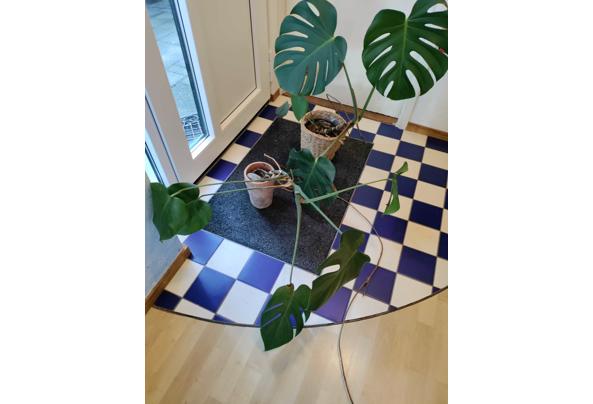 Monstera planten - Monstera-1