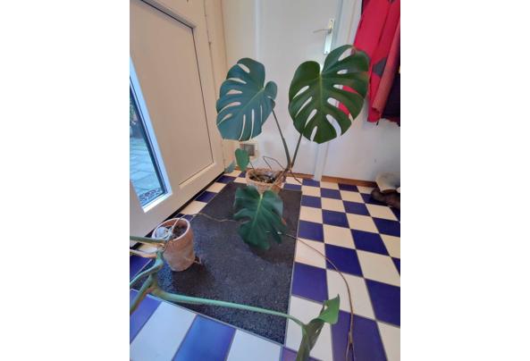 Monstera planten - Monstera-2