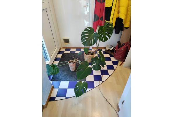 Monstera planten - Monstera-3