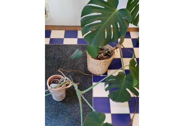 Monstera planten - Monstera-4