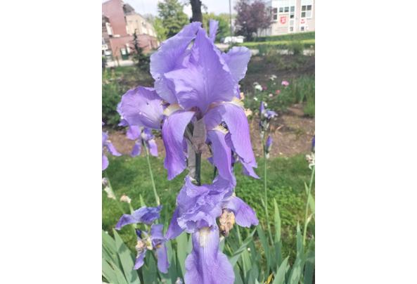 Tuinplanten - IMG-20240517-WA0013