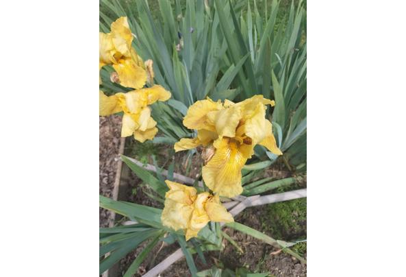 Tuinplanten - IMG-20240517-WA0017
