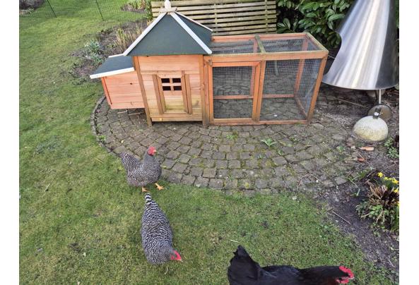 Kip of konijnenhok - 20240227_163337