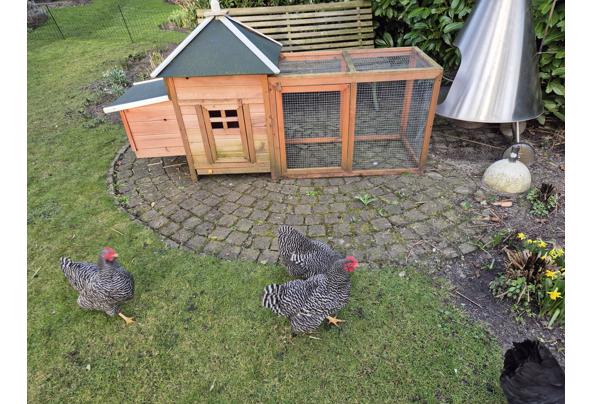 Kip of konijnenhok - 20240227_163339