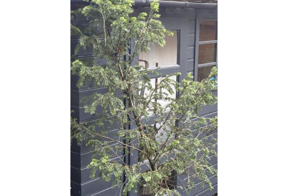 Spar / Dennenboom - IMG_1258