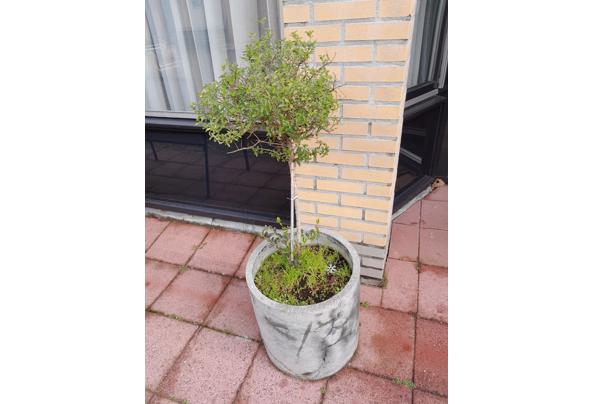 Klein boompje in een mooie grijze pot - 20230325_095752