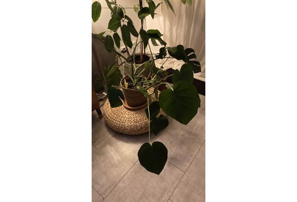 Gatenplant die voor mij te groot wordt wil ik graag aan een plantenliefhebber geven. - IMG_4161