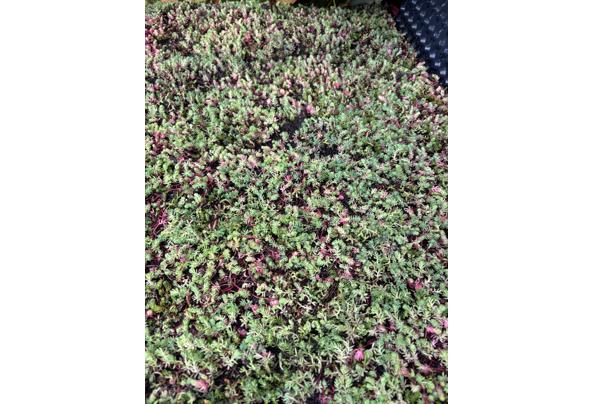 Nog stuk sedum dak over, - 89d4d659-4be1-407c-b0cb-3f94c81b404d