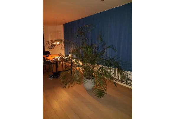 Zeer grote goudpalm inclusief pot - 17313449121011609457783498460138