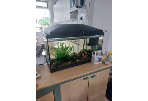 Leuke bak met guppies - 20260708_134042