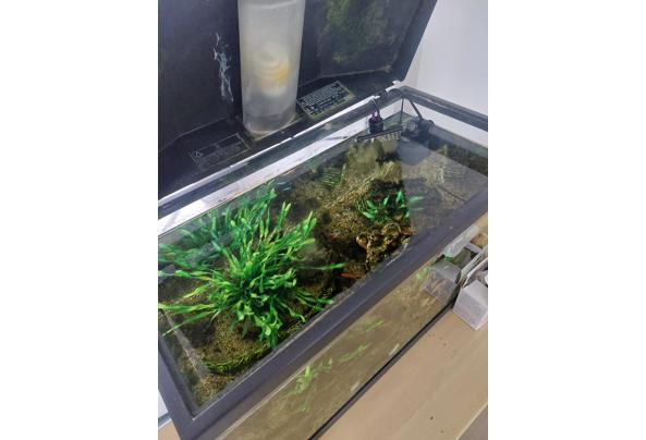 Leuke bak met guppies - 20260708_134054