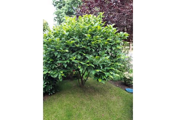 Magnolia roze bladverliezend - 20250708_074909