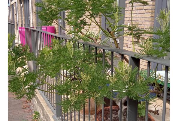 Mimosa Gaulloise - IMG_20230820_141016_725