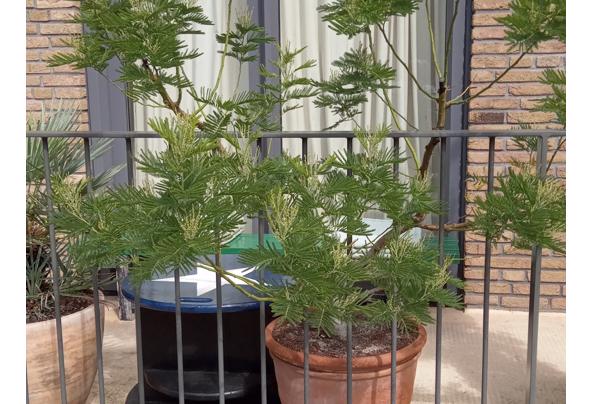 Mimosa Gaulloise - IMG_20230820_141028_732