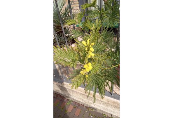 Mimosa Gaulloise - Mimosa-bloei