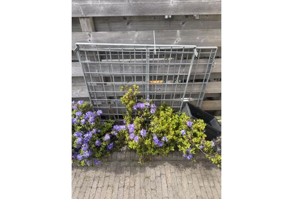 Gegalvaniseerd hekjes - IMG_5528