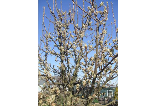 openhaardhout van fruitbomen - 4c