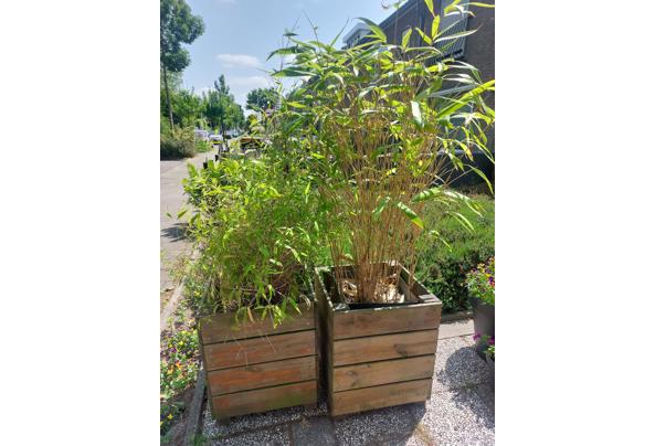Bamboe in pot - 20250611_140436