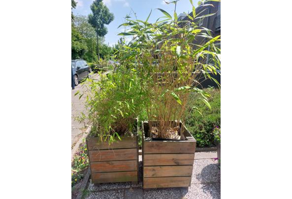 Bamboe in pot - 20250611_140447