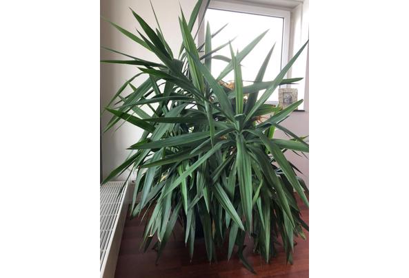 Grote Binnenplant / Big Healthy Plant - plant1