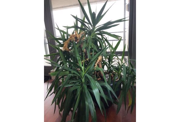 Grote Binnenplant / Big Healthy Plant - plant2