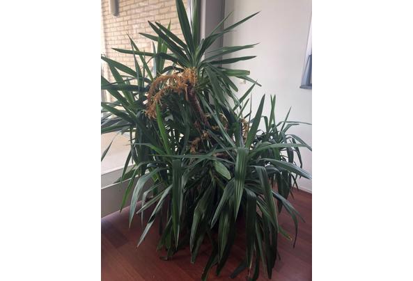 Grote Binnenplant / Big Healthy Plant - plant3