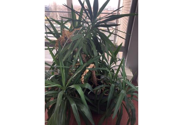 Grote Binnenplant / Big Healthy Plant - plant4