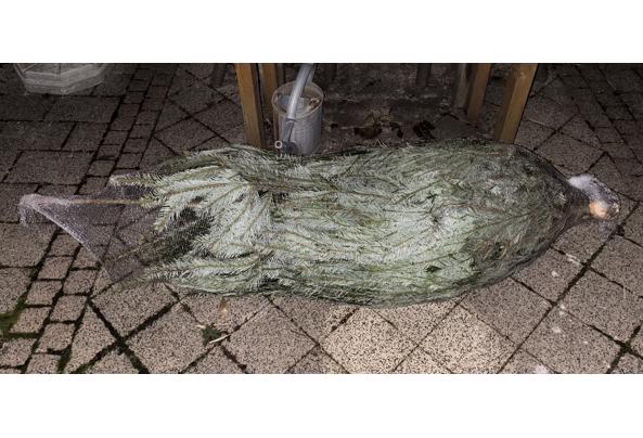 ECHTE KERSTBOOM - IMG_1216 ECHTE KERSTBOOM - IMG_1216