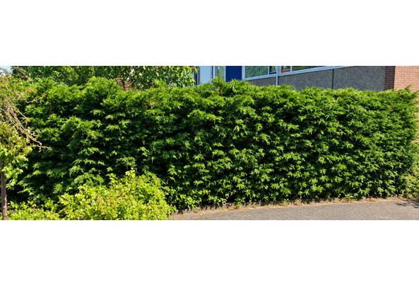 GRATIS AF TE HALEN (Vanaf 14 okt): 16 meter coniferenhaag (~2m hoog) - Zoetermeer - file_00000000d448821097cb83503205d28f GRATIS AF TE HALEN (Vanaf 14 okt): 16 meter coniferenhaag (~2m hoog) - Zoetermeer - file_00000000d448821097cb83503205d28f