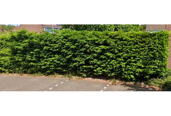 GRATIS AF TE HALEN (Vanaf 14 okt): 16 meter coniferenhaag (~2m hoog) - Zoetermeer - file_00000000e65c8210a468f65f20d64f39 GRATIS AF TE HALEN (Vanaf 14 okt): 16 meter coniferenhaag (~2m hoog) - Zoetermeer - file_00000000e65c8210a468f65f20d64f39