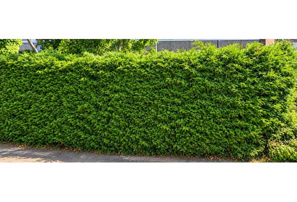 GRATIS AF TE HALEN (Vanaf 14 okt): 16 meter coniferenhaag (~2m hoog) - Zoetermeer - file_00000000ef088246b242a933788f7f7f GRATIS AF TE HALEN (Vanaf 14 okt): 16 meter coniferenhaag (~2m hoog) - Zoetermeer - file_00000000ef088246b242a933788f7f7f
